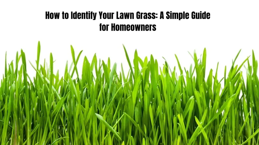 How to Identify Your Lawn Grass: A Simple Guide for Homeowners