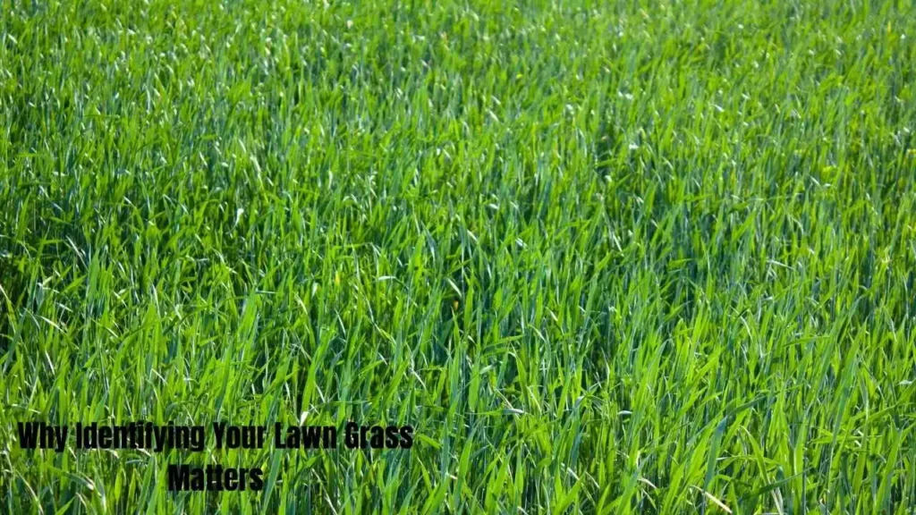 How to Identify Your Lawn Grass: A Simple Guide for Homeowners