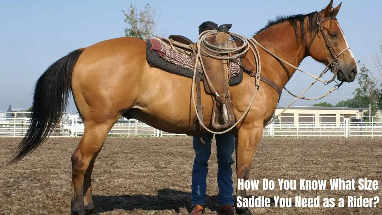 How Do You Know What Size Saddle You Need? Complete Sizing Guide